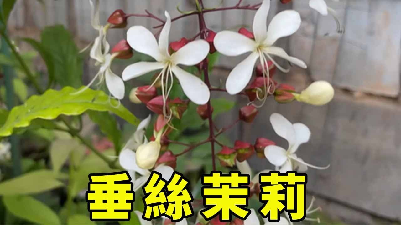 垂絲茉莉養不好？記住這幾點，年年能開花，花穗垂下太美了【養花匠小齊】