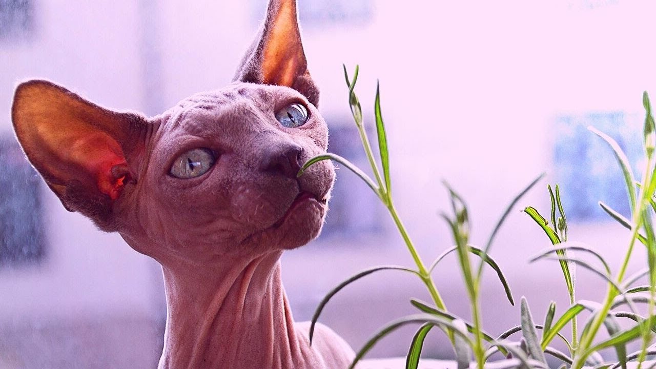 Funny Cats and Dogs Videos - Very Funny Animal Compilation #1