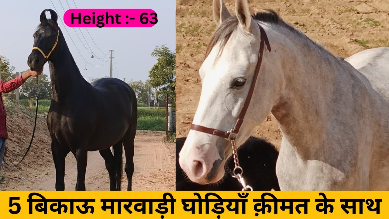 5 बिकाऊ मारवाड़ी घोड़ियाँ वाजिब दाम में || 5 Marwari mares for sale