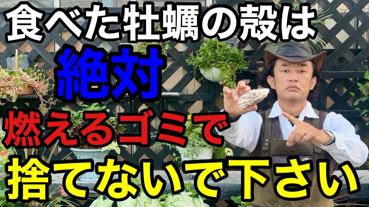 【衝撃の事実】牡蠣の殻を土に入れると植物が蘇ります。　【カーメン君】【園芸】【ガーデニング】【初心者】