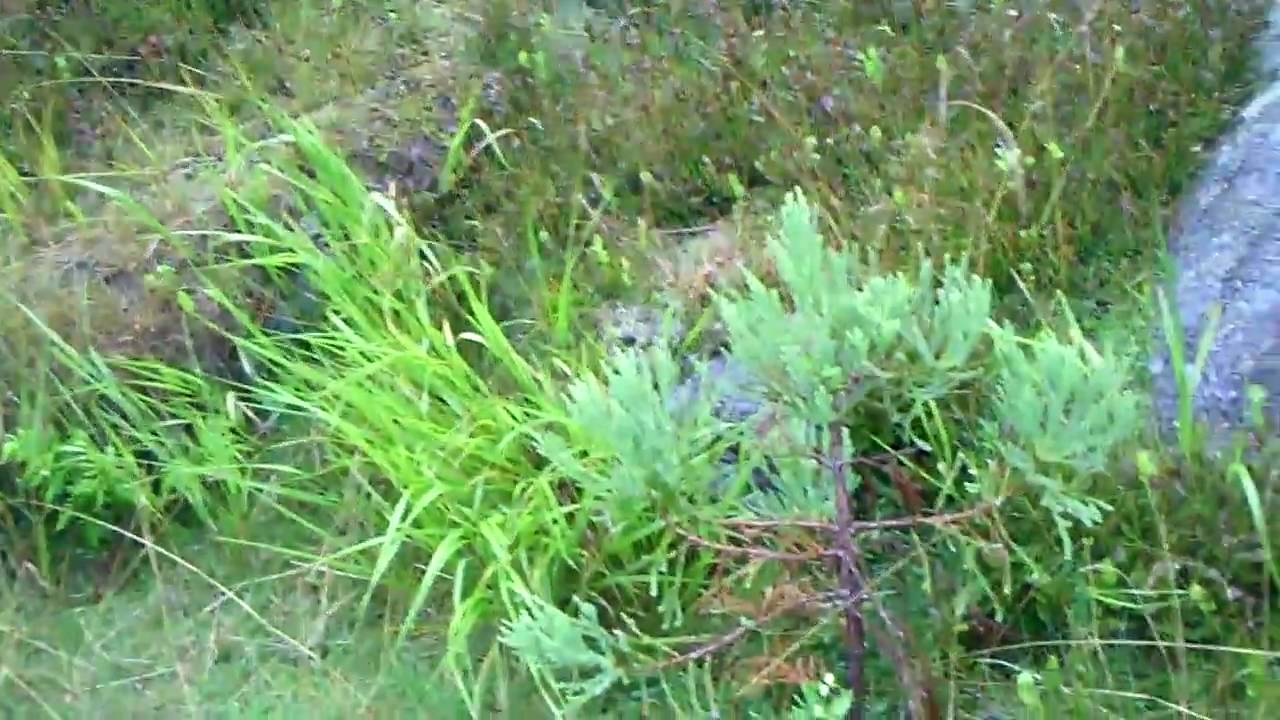 Mammutbaum-Projekt im Hochharz