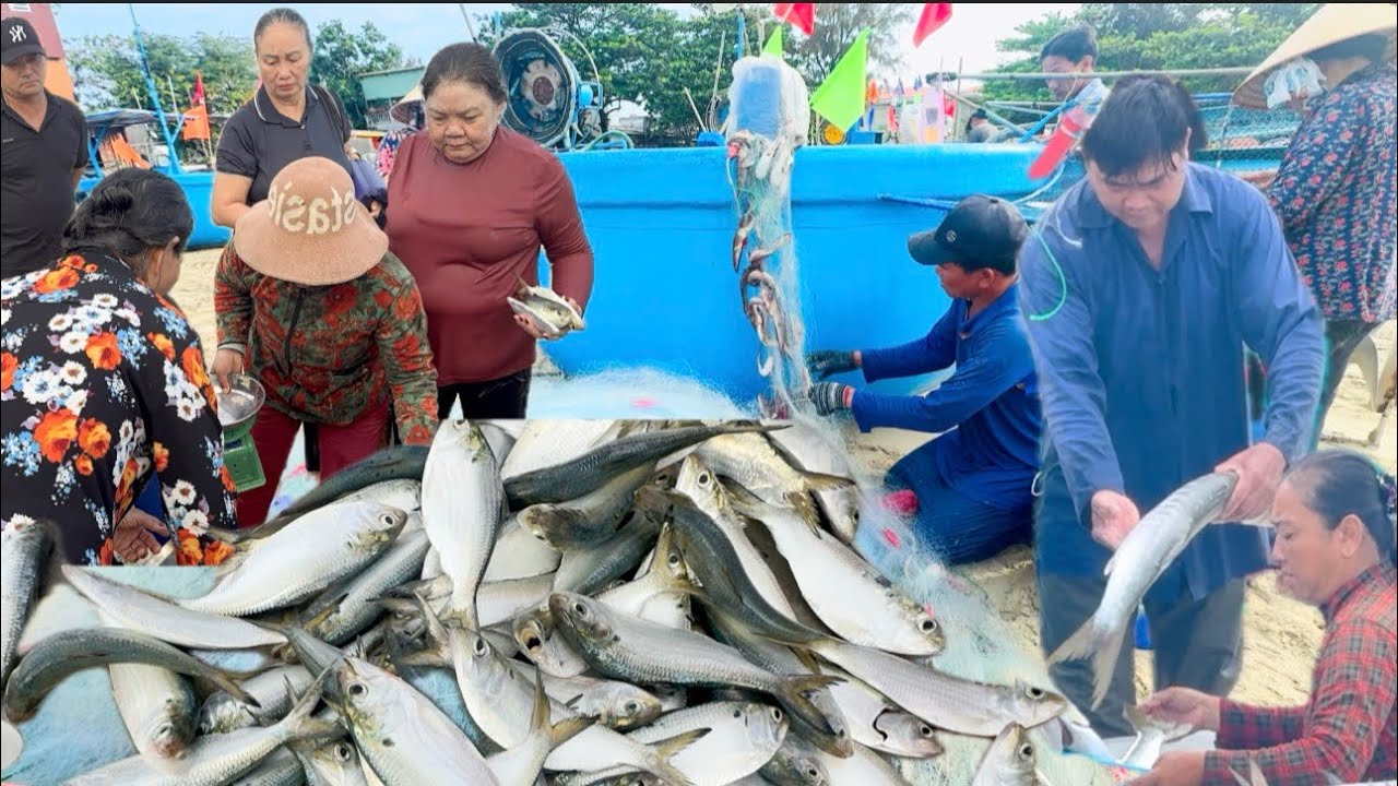 BÀ CÔ ĐỘ NGƯ DÂN LONG HẢI TRÚNG HÀNG TẤN CÁ MÒI VÀ CÁ NGÁC SỌC KIẾM HÀNG CHỤC TRIỆU