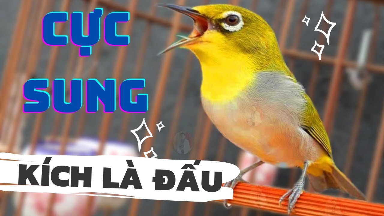 Khuyên líu kích bổi | SIÊU HAY Kích lửa vành khuyên líu đấu | Vành khuyên líu đấu. khuyên líu
