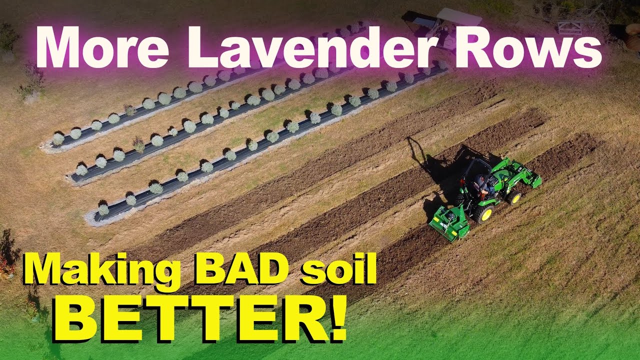 New Lavender Rows + How to make BAD soil BETTER!