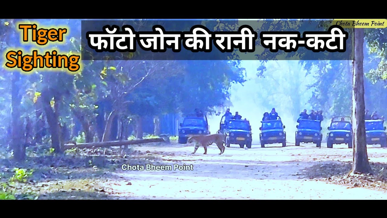 Tiger Sighting पुरे दिन की सफारी मे दिखे दोनो बाघ बाघिन फाॅटो जोन के फेमस है दोनो