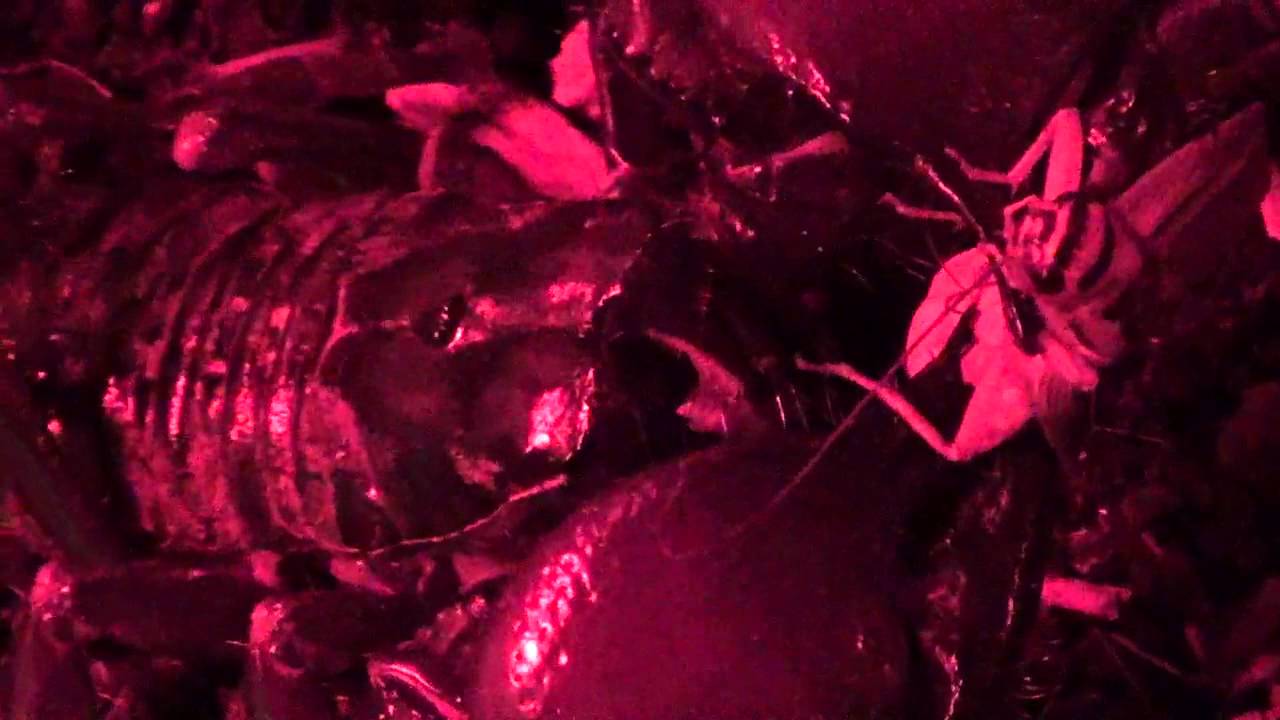 Pandinus Cavimanus  Red Claw Scorpion eating cricket part 2