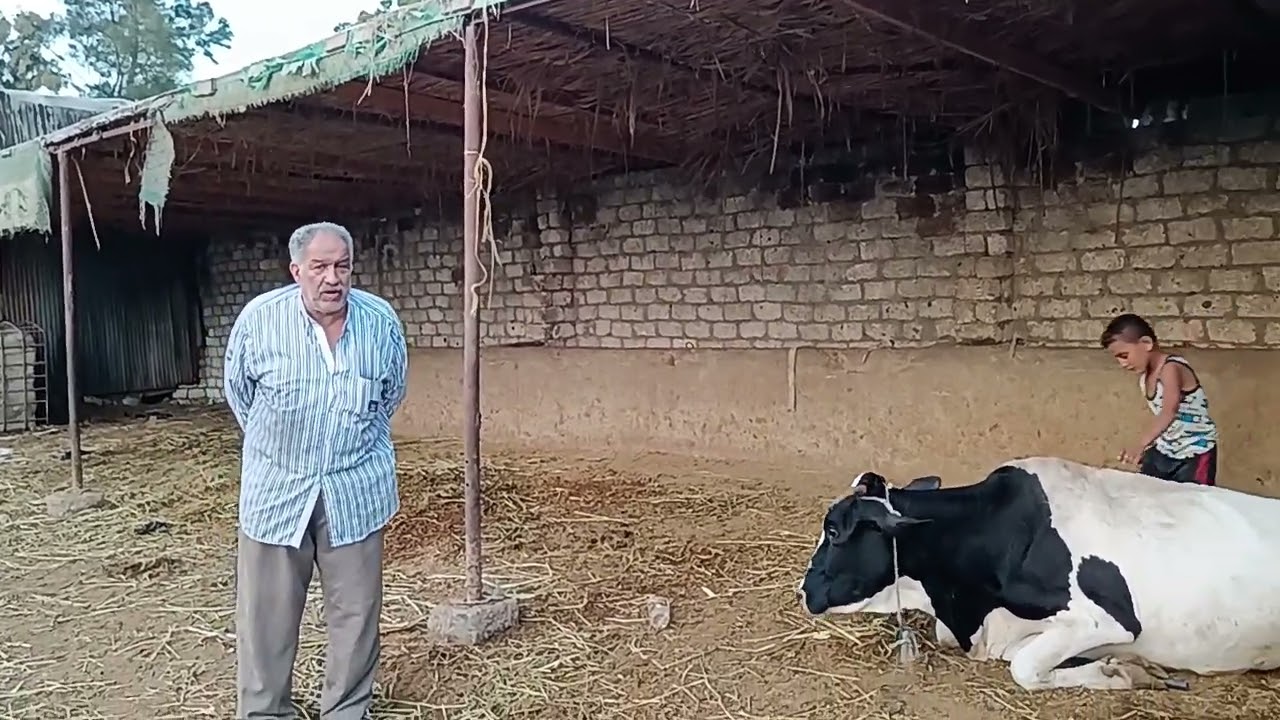من قلب المزرعه محاضرات عن مرض الحمي القلاعيه الاسباب والاعراض والعلاج  والسيطره الوقايه من المرض 