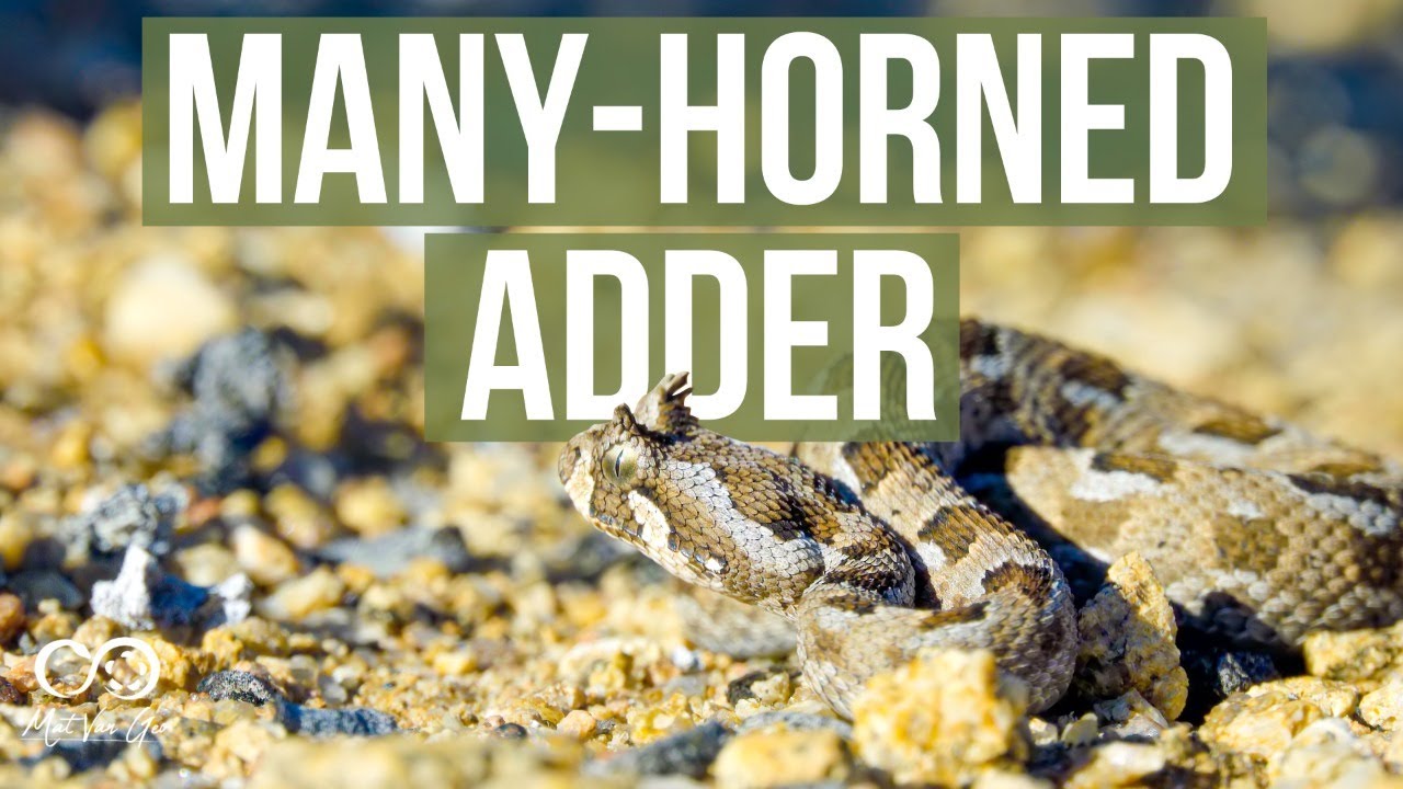 Many-horned Adder (Bitis cornuta) | Herping South Africa