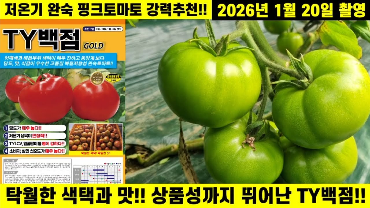[TY백점]5년 연속 히트품종!! 월동작형에 월등한 수량성!! 맛까지 우수한 완숙토마토!!(경주 양북면 임충권사장님) #완숙토마토 #생농