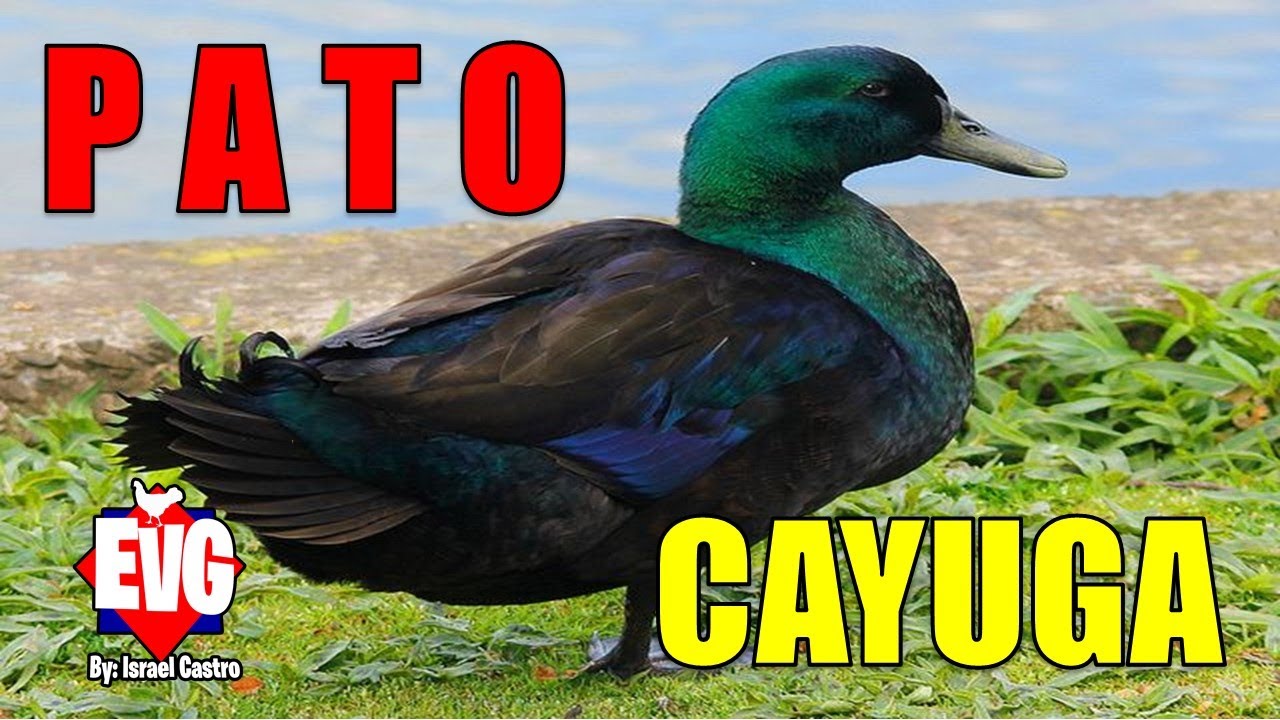 Pato Cayuga | Razas de Patos