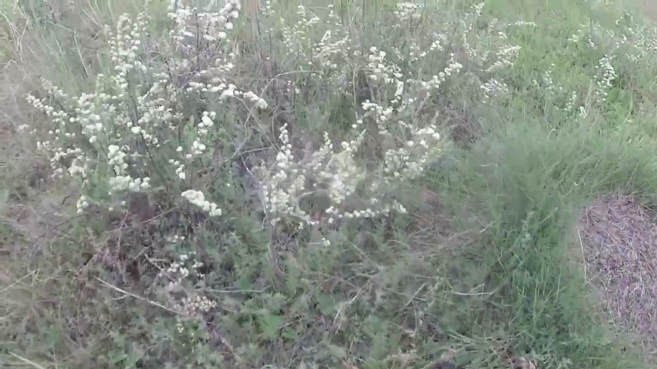 Аул в Шербакульском районе Омской области/Aul in Sherbakulsky district of Omsk region