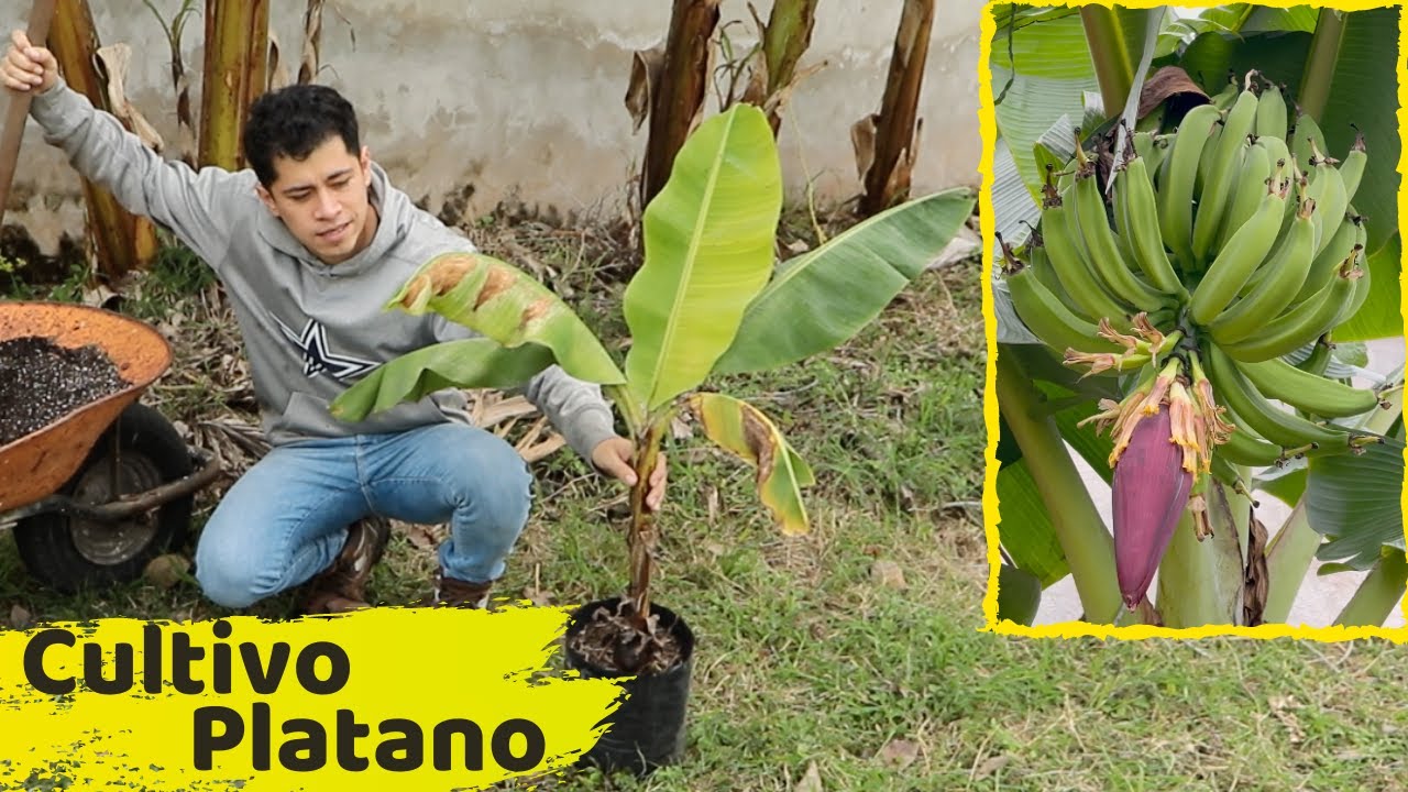 COMO SEMBRAR UNA PLANTA DE PLATANOS || HUERTO CITADINO
