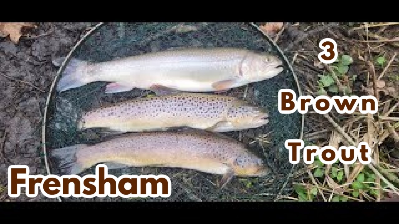 Frensham Trout fishery, 1st trip, nice Spartic and 3 Brown trout to the net. Daves first Brown trout