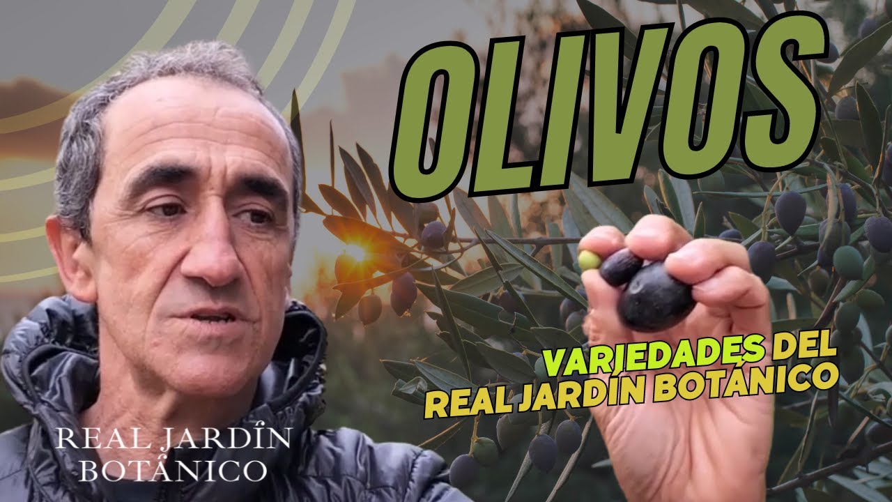 Olivos. Variedades del Real Jardín Botánico