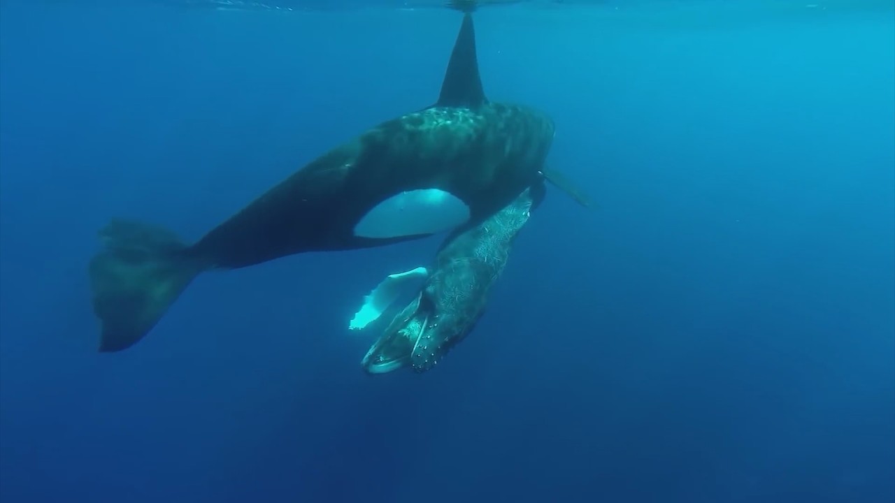 Эта Глупая КОСАТКА Напала На Кашалота. Вот Что Было Дальше...