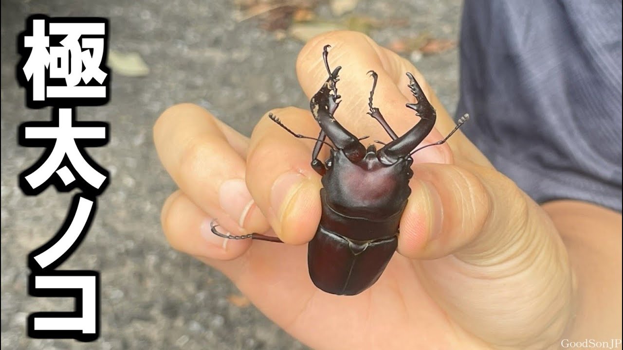 【昆虫採集】ムキムキ巨大ノコギリクワガタ / 2025年度昆虫採集について【2024年カブトムシ・クワガタ採集】