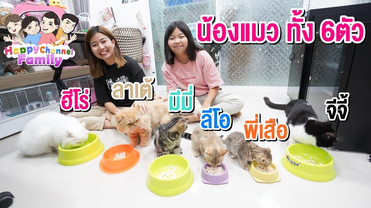 น้องแมวทั้ง6 Happy Channel Family
