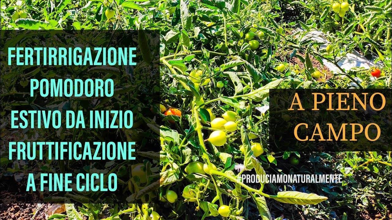 Pomodoro Estivo a pieno campo Piano Fertirrigazione #14