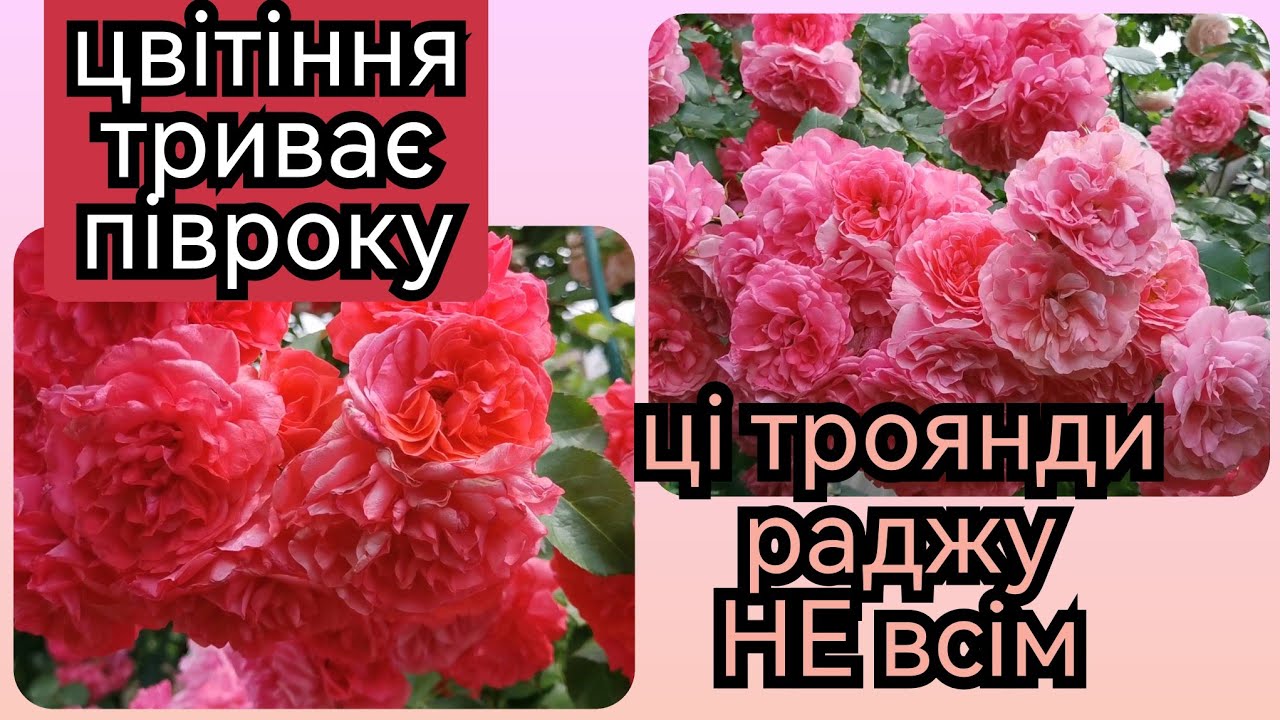 Розаріум Ютерсен Rosarium Uetersen 🌹Ютерсен Розенкениген Uetersens Rosenkonigin🌹найрясніші троянди♥️