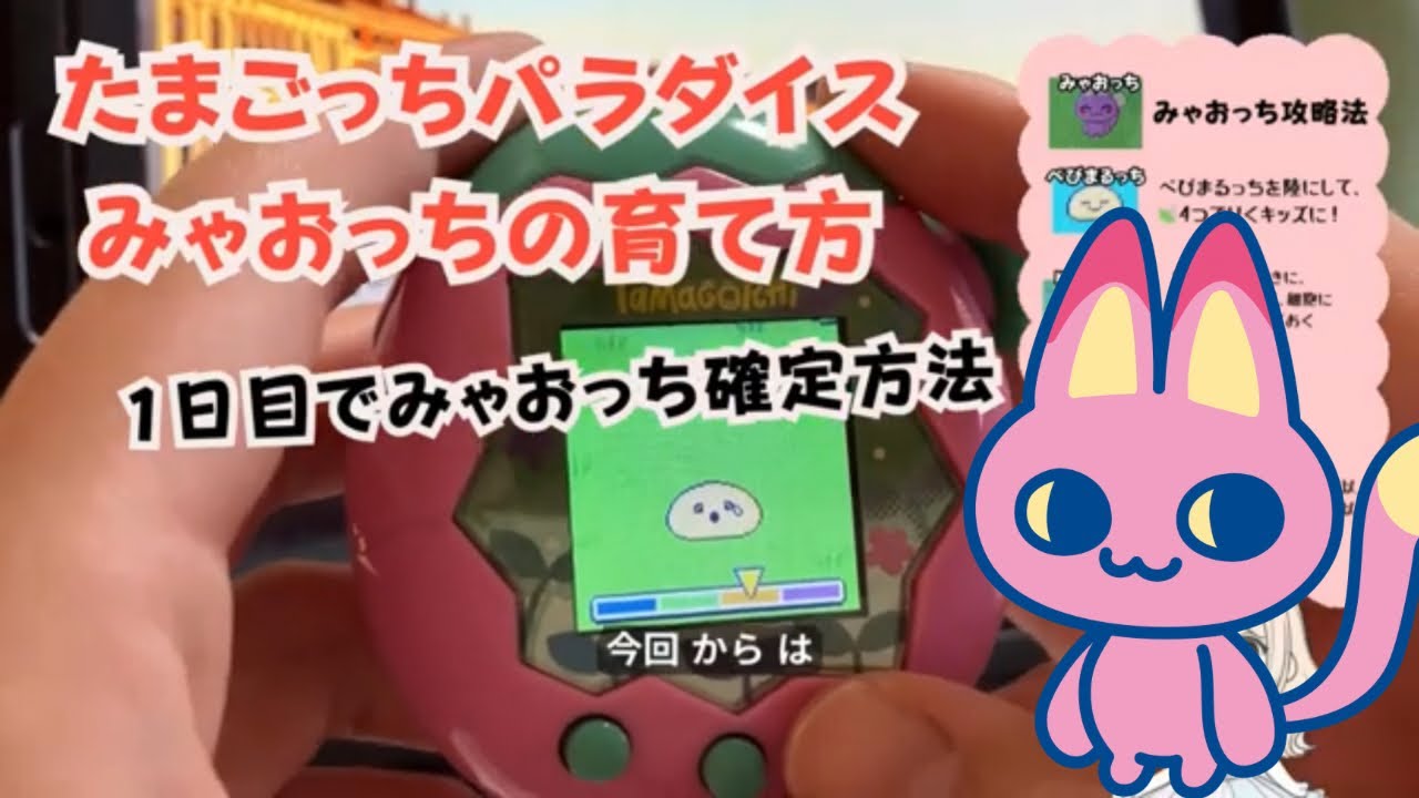 たまごっちパラダイス、みゃおっちの育て方。お世話ミス無し！1日目でみゃおっち確定のたまさいぼーになりました。