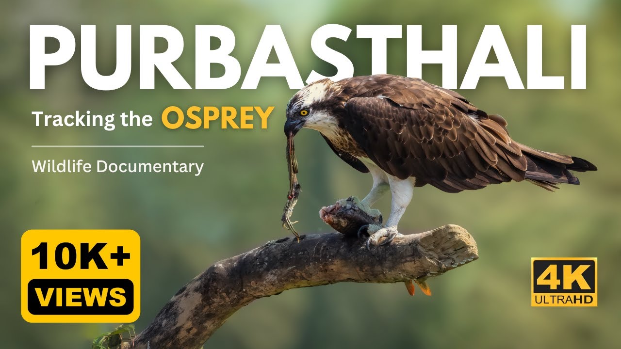 Tracking the Osprey | Purbasthali Bird Sanctuary  | Bird & Wildlife Documentary | 4K UHD