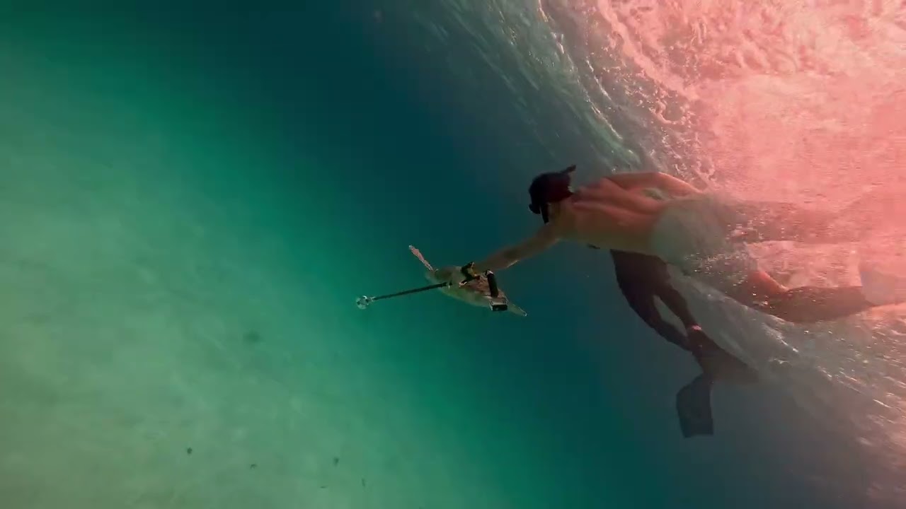 Freediving Balicasag Island 🇵🇭 | Turtles, Drop-offs & Blue Water