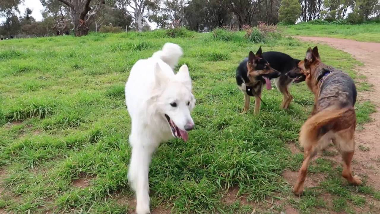 Swiss Shepherd Rolls in Mud