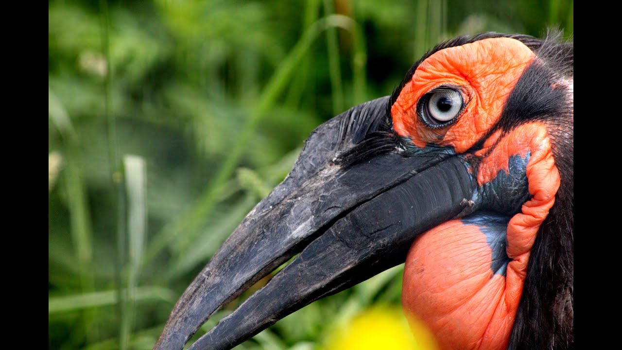 Südlicher Hornrabe (Bucorvus leadbeateri) Zoo Schönbrunn 紅臉地犀鳥 Southern ground hornbill 3. März 2021