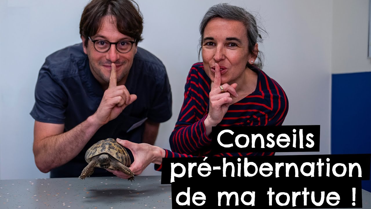 Conseils pré-hibernation de ma tortue ! 🐢