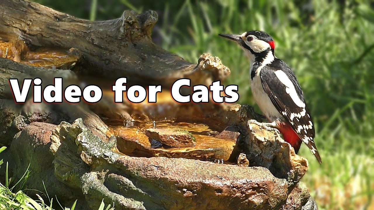 Cat TV ~ Birds for Cats to Watch on The Little Waterfall by Paul Dinning