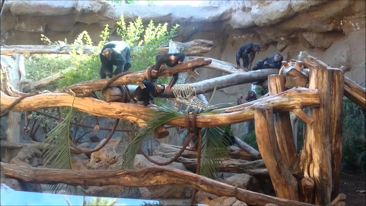 Papugi małpy itp - Loro Park - Teneryfa