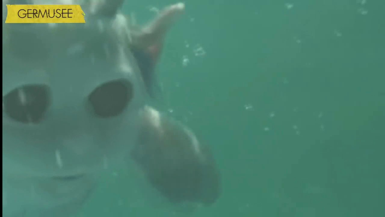 NED MOMENTS CHLORINE EDIT