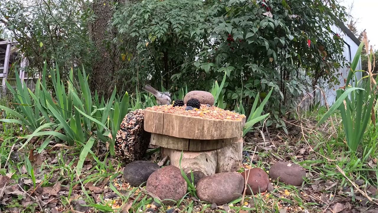 20 Minute Bird Watch! Birds Come and Go