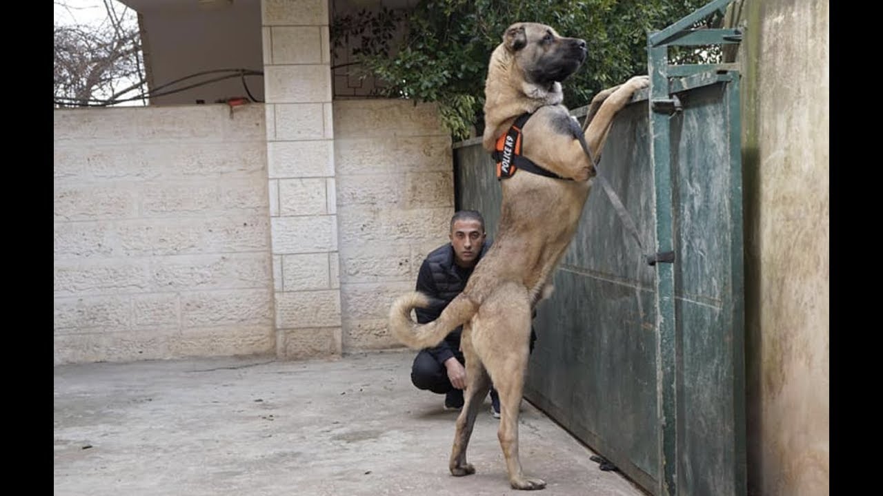 عندما يخرج اقوى كلب بالعام من قفصه(TURKISH KANGAL DOG) مع جمال العمواسي
