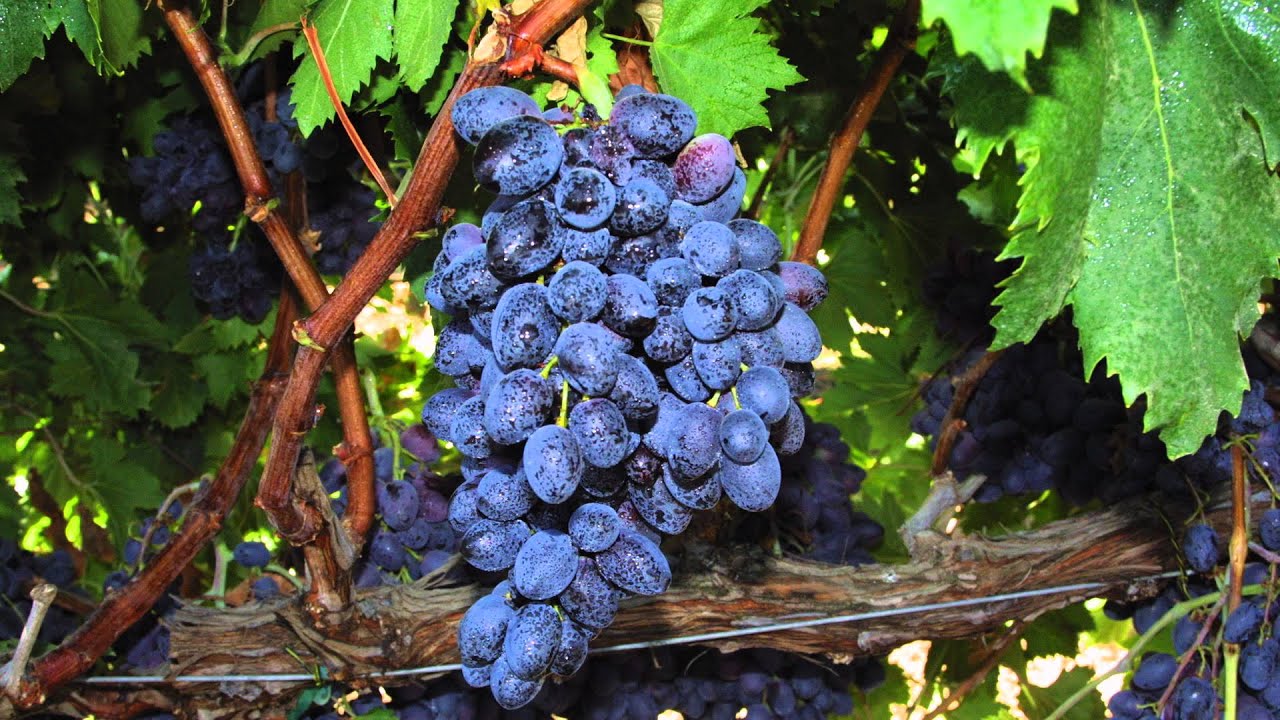 Developing seedless grapes