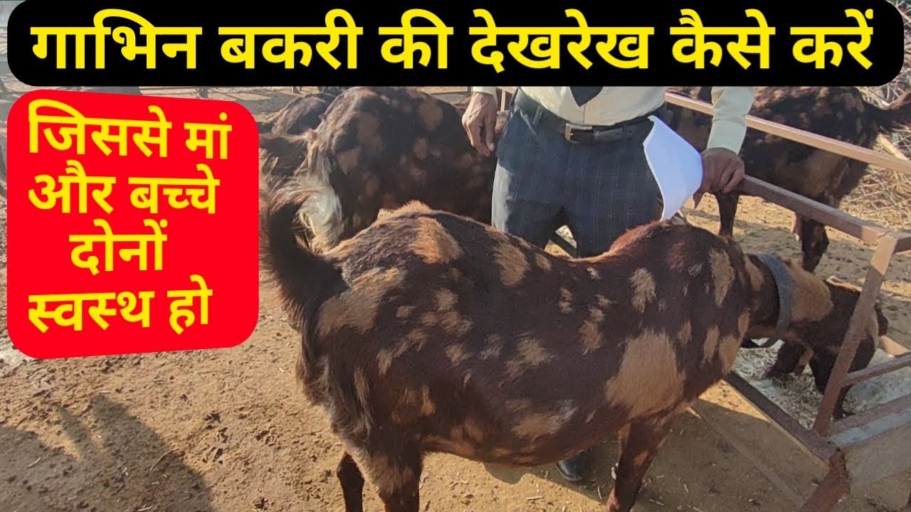 बकरी पालन| गाभिन बकरी की देखरेख,क्या खिलाएं जिससे मां और बच्चे दोनों स्वस्थ हो| bakri palan
