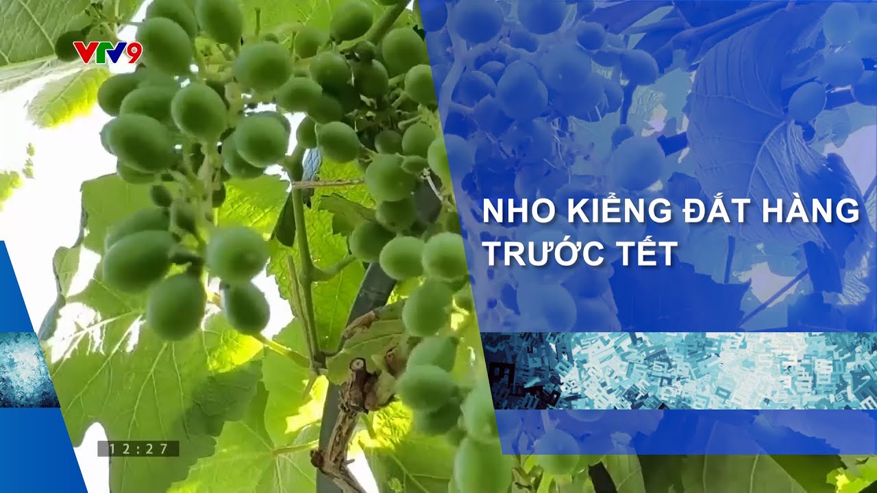 NHO KIỂNG KHÁNH HÒA ĐẮT HÀNG TRƯỚC TẾT