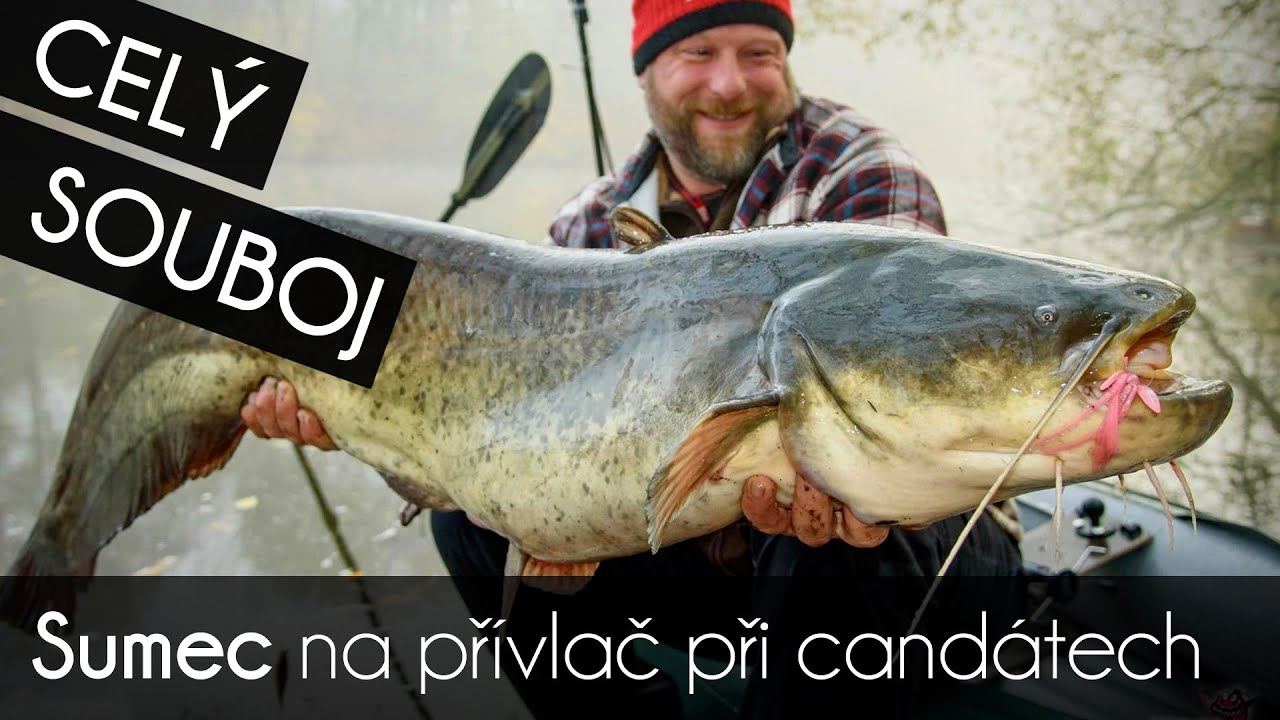 Pěkný sumec na přívlač s candátovým vybavením. Od záběru až po puštění.