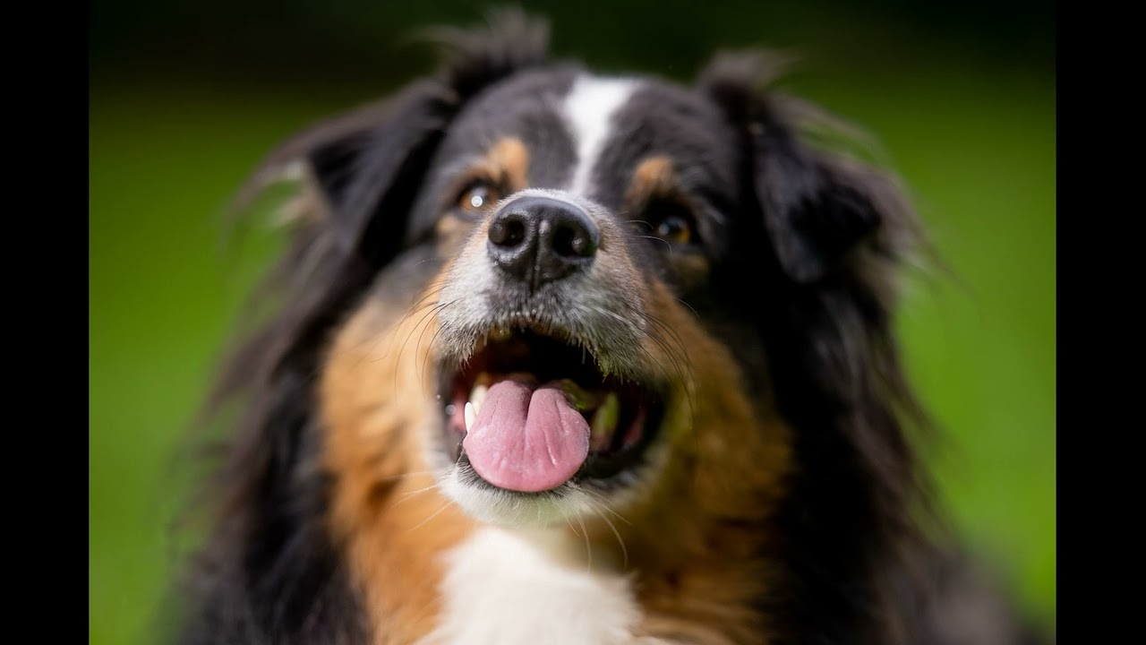 Hunde Shooting mit Lucky in Hamburg Portfolio Tier Shooting schaut gerne rein und last ein like da