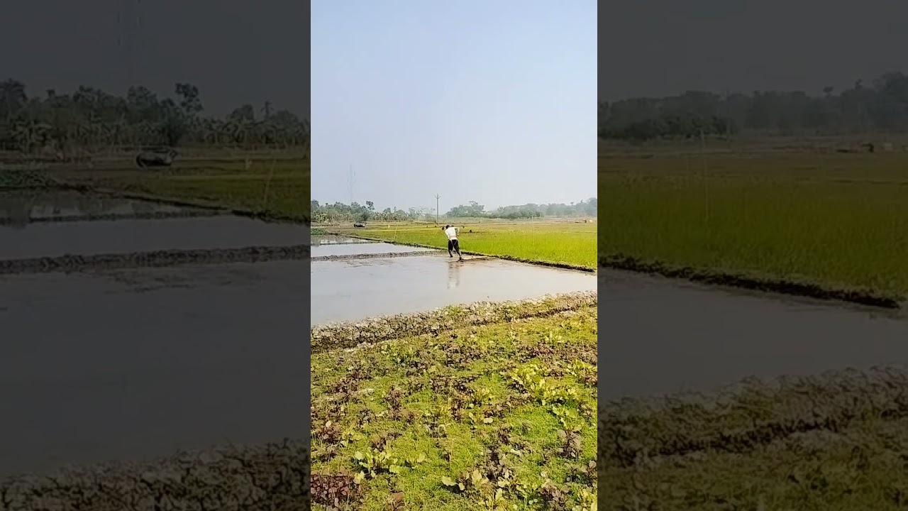 মই টানা হচ্ছে 
