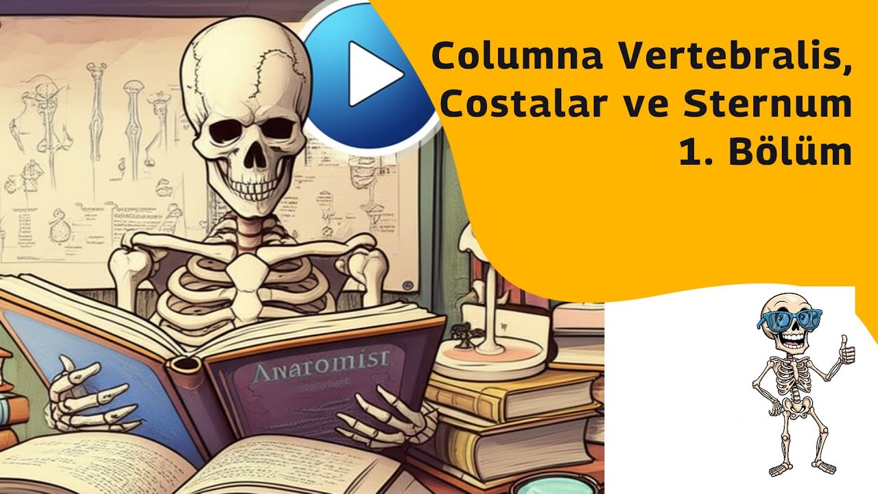 Columna vertebralis, costalar ve sternum - 1. Bölüm