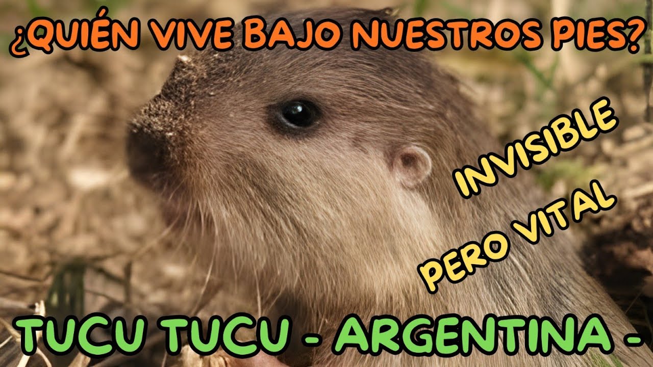 Vive bajo nuestros pies y seguro no lo sabías!! Tucu Tucu - Argentina -