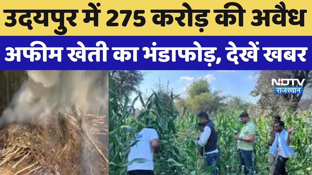 Udaipur में 275 करोड़ की अवैध अफीम खेती का भंडाफोड़, जानिए पूरी खबर | Breaking News | Latest News