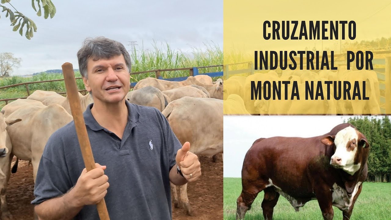 Cruzamento industrial no sistema de monta natural