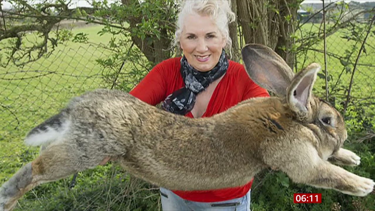 World's longest rabbit (Darius) stolen & a reward has been offered (UK) - BBC News - 14th April 2021