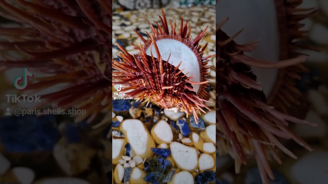 Beautiful Spondylus glorious visayensis ❤️🐚#seashells #collection #beautiful