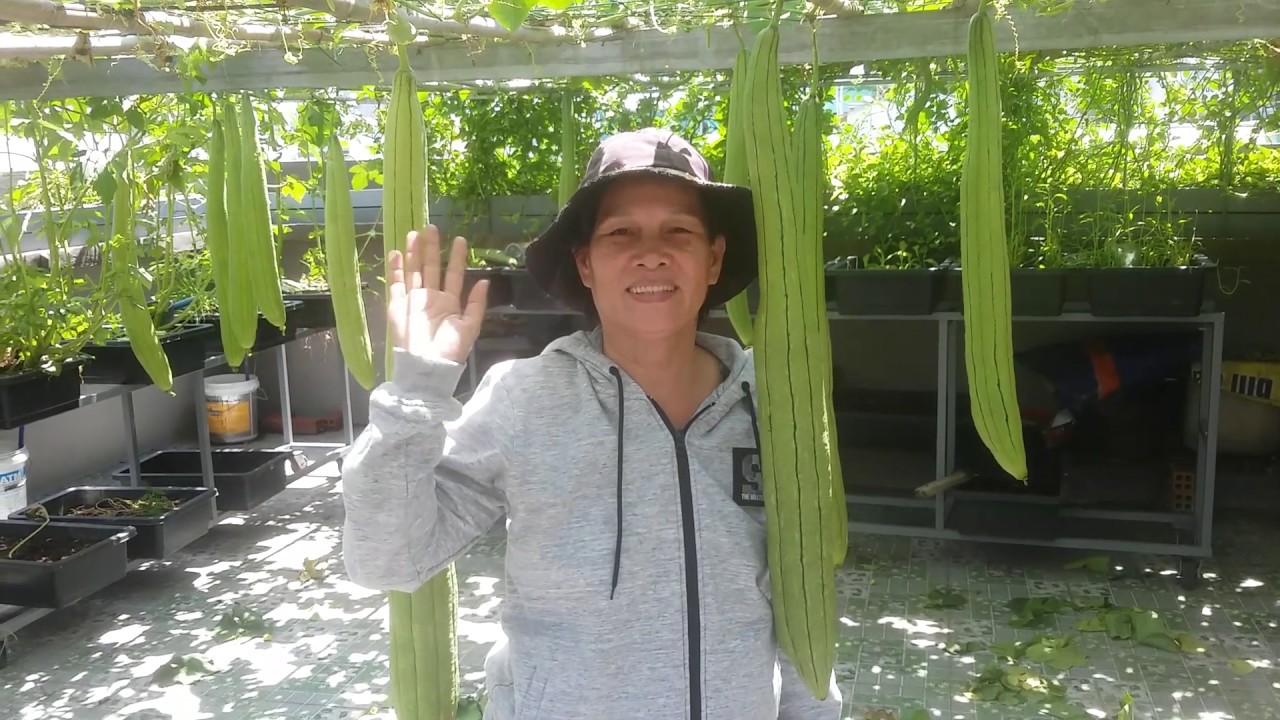 Làm cách này cho mướp ra trái được nhiều đợt hơn 23/6/2019 | Khoa Hien 201