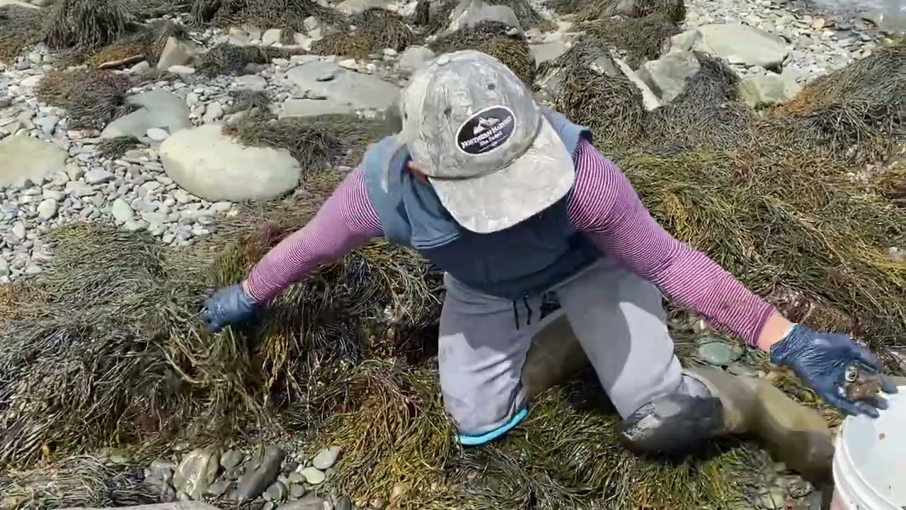 Epi-005  PICKING PERIWINKLES (DEER ISLAND)