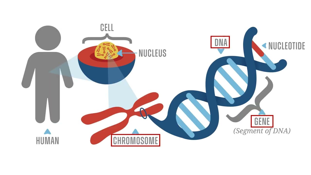 Proteins, DNA, ATP & Enzymes | Biomolecules Made Easy