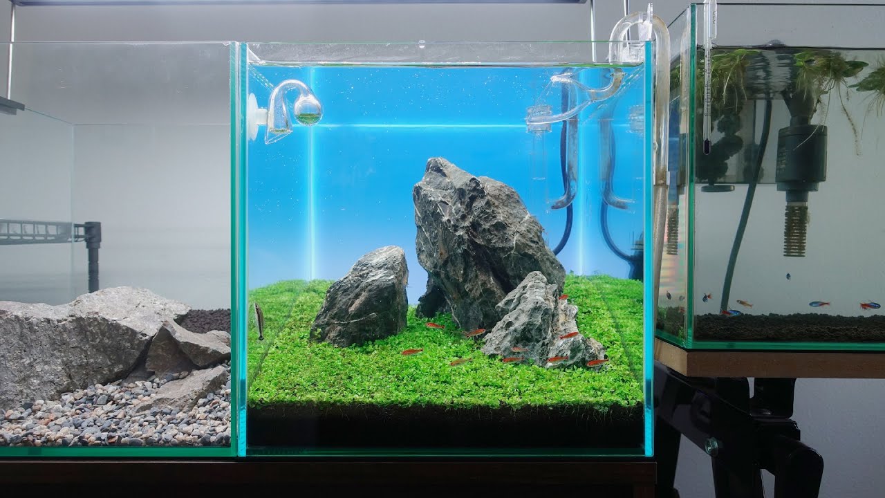 ミスト式・三尊石組・草原レイアウト。全てが初めての水槽を、立ち上げから1ヶ月半一気に紹介します【ネイチャーアクアリウム】